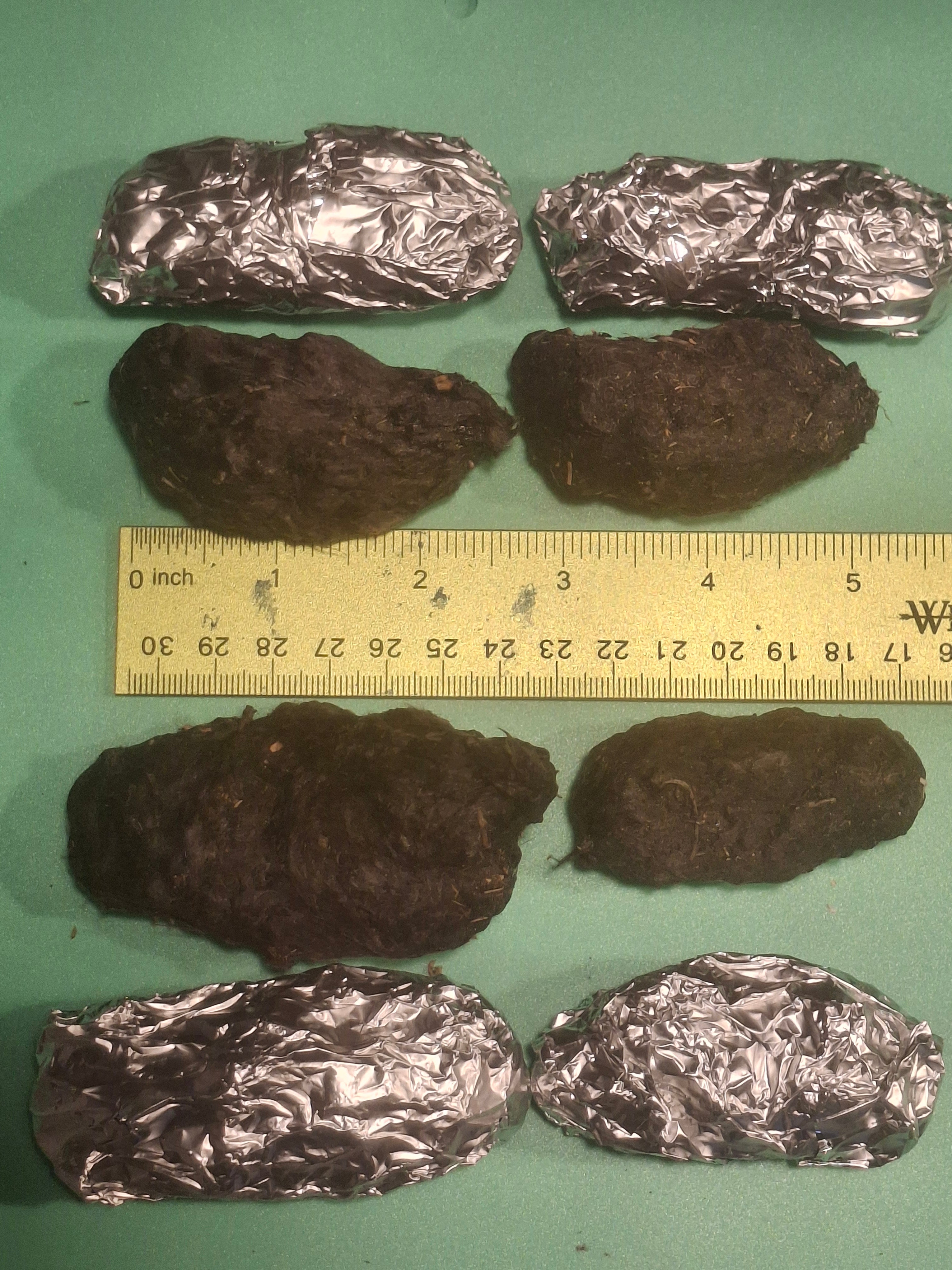 Large Owl Pellets (2+ inch) | 100% Barn Owl